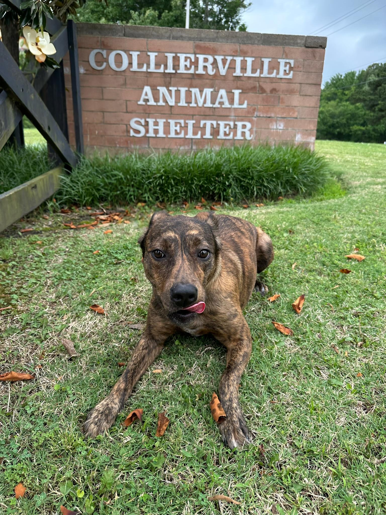 Collierville Animal Services