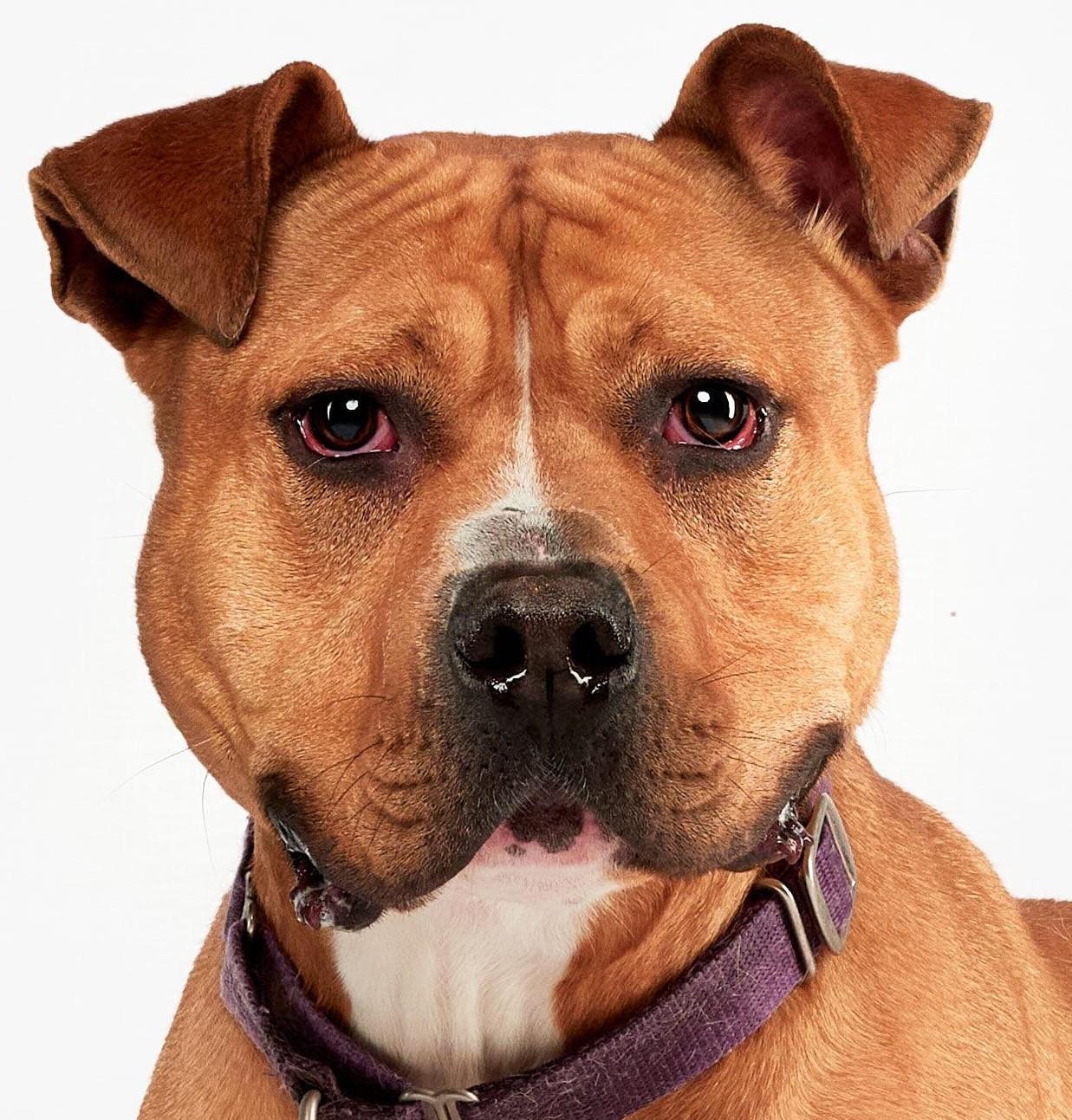 Bergen County Animal Shelter