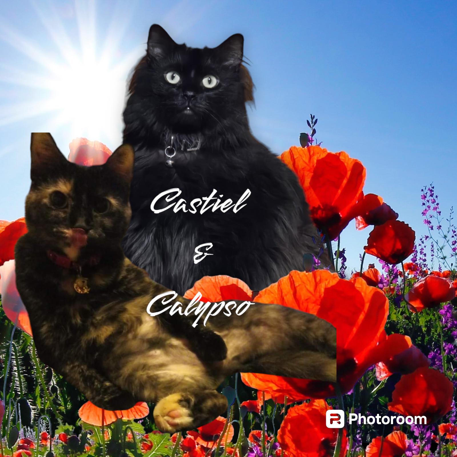 Forever Homes For Friendly Fuzzy Ferrets and Felines