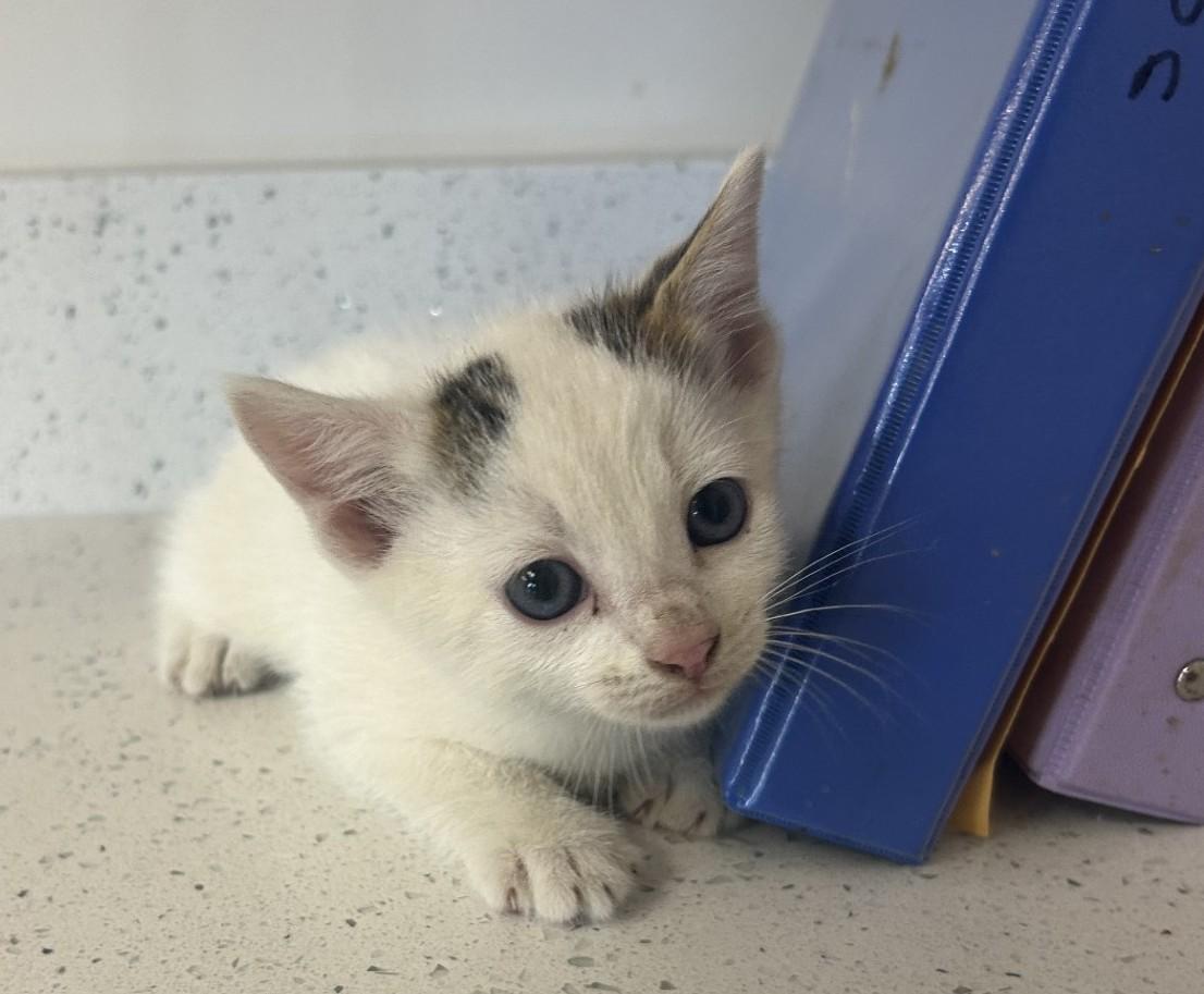 West Memphis Animal Shelter photo 3