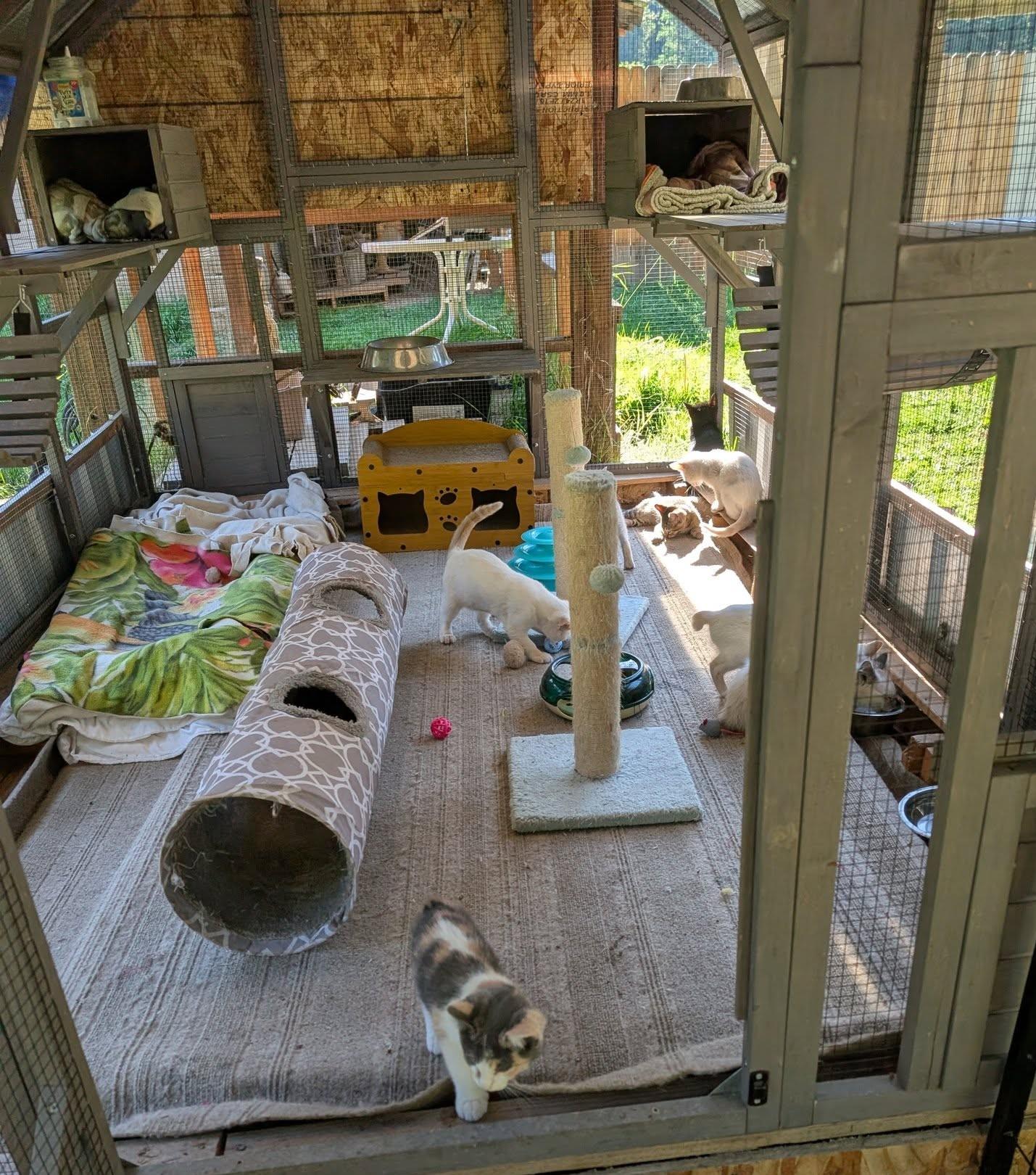 Pet Connection Rescue & Sanctuary