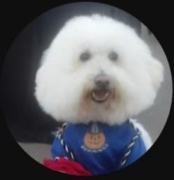 YoYo's Love of Rescue