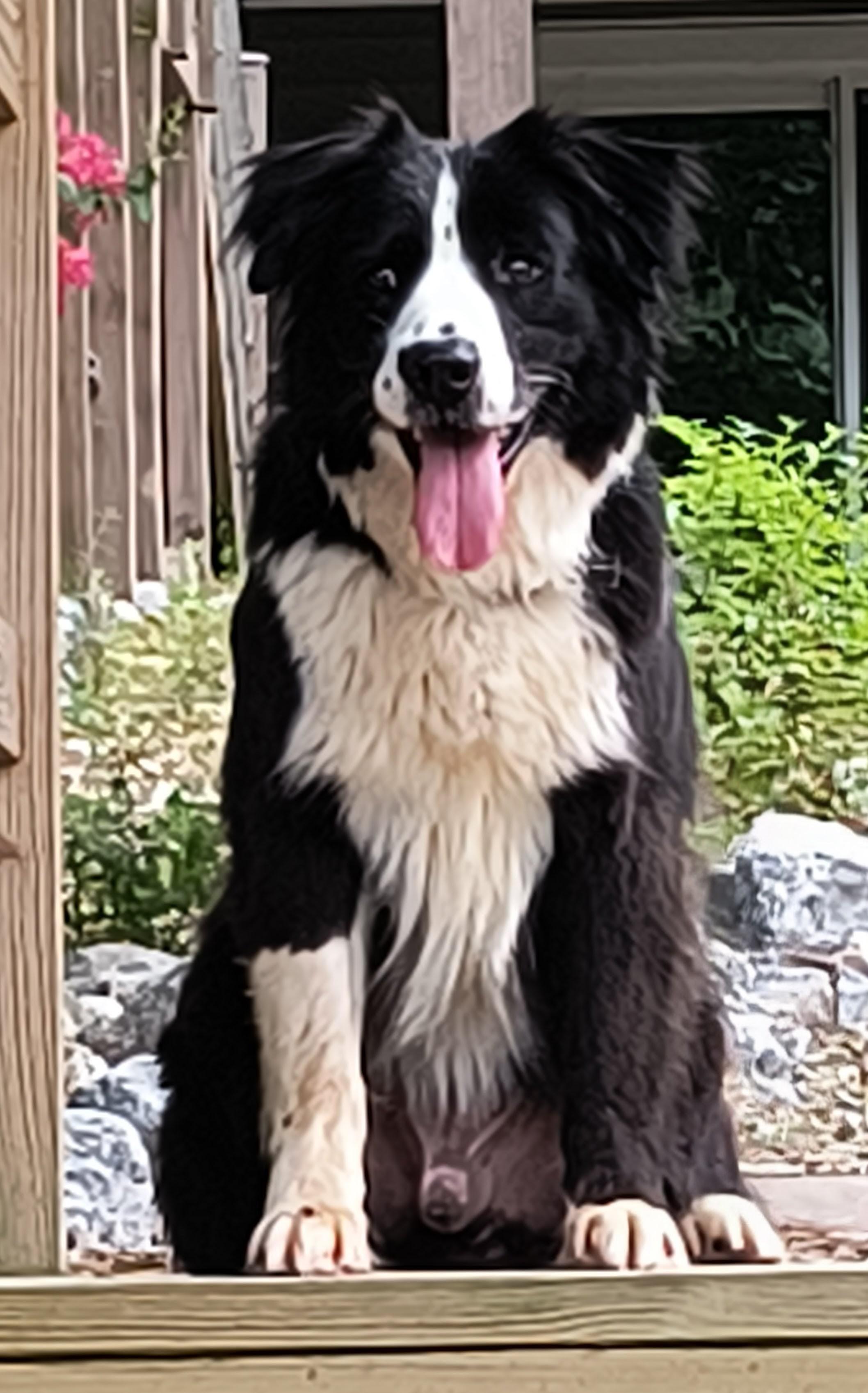 Atlantic Region Central Border Collie Rescue (ARCBCR)