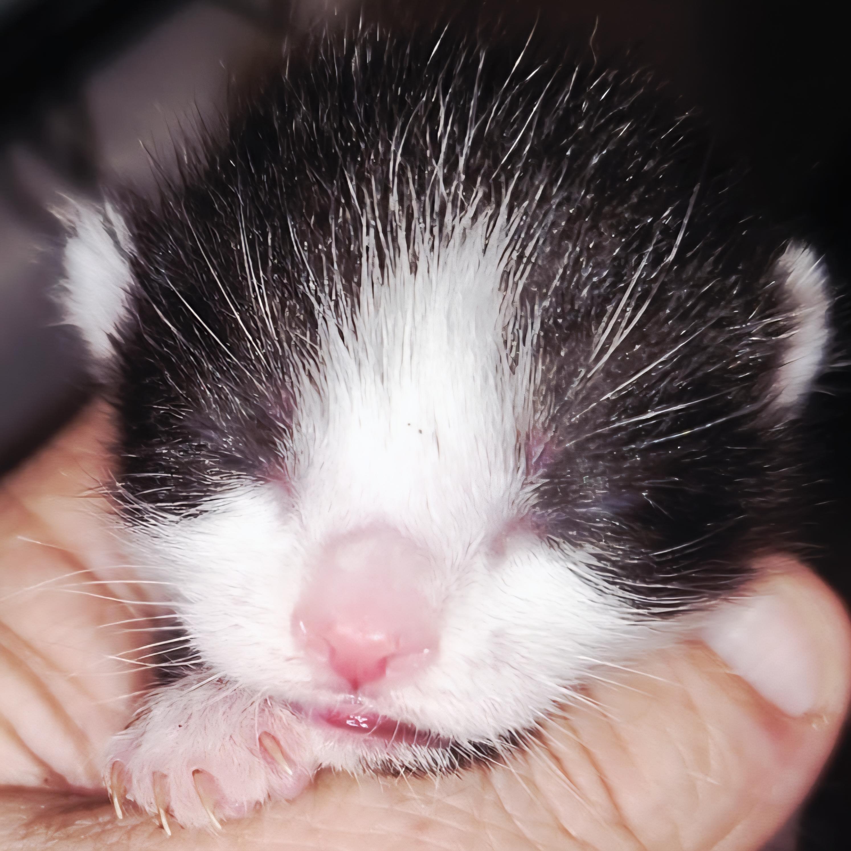 Paw Warriors photo 5