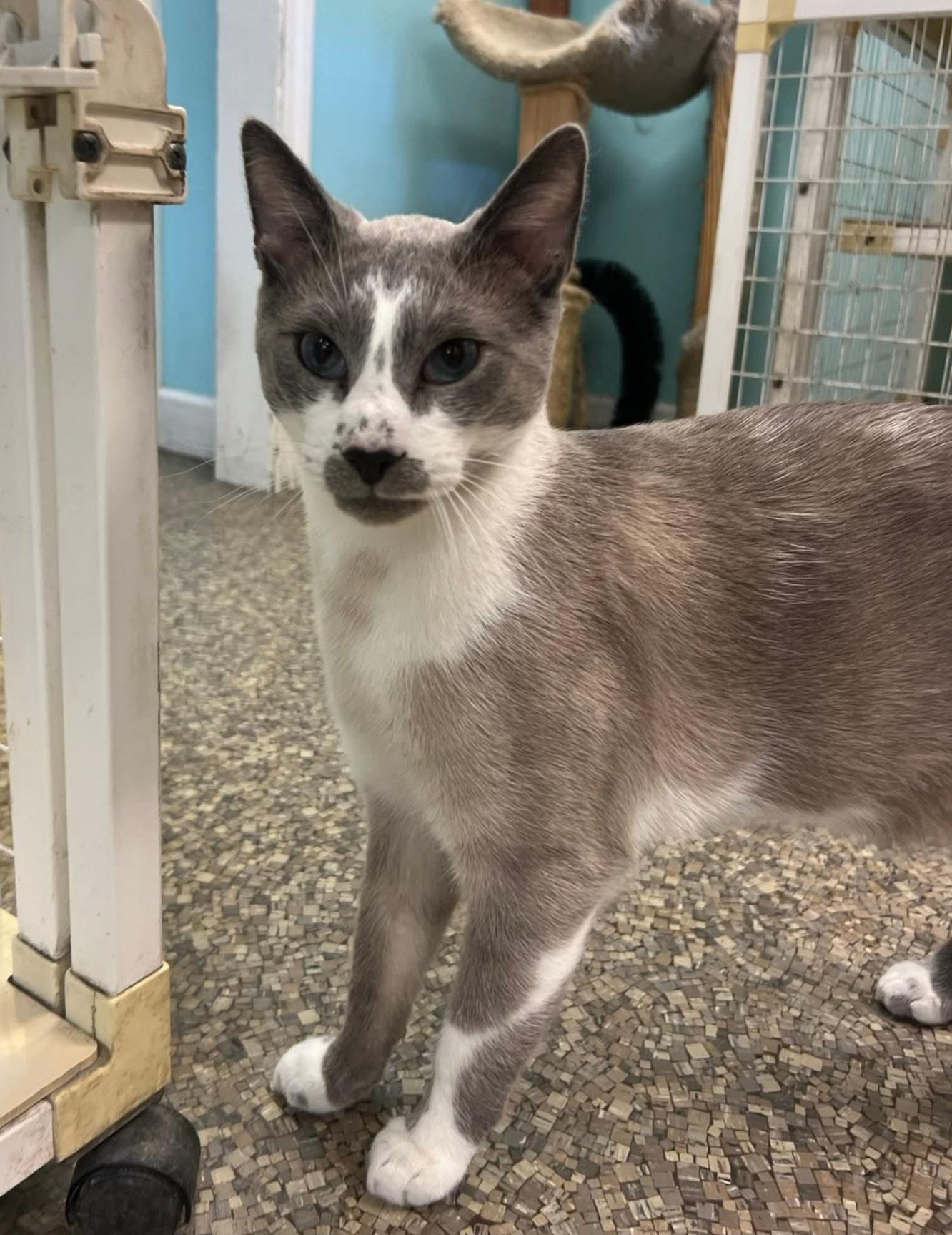 Mewtopia Cat Rescue