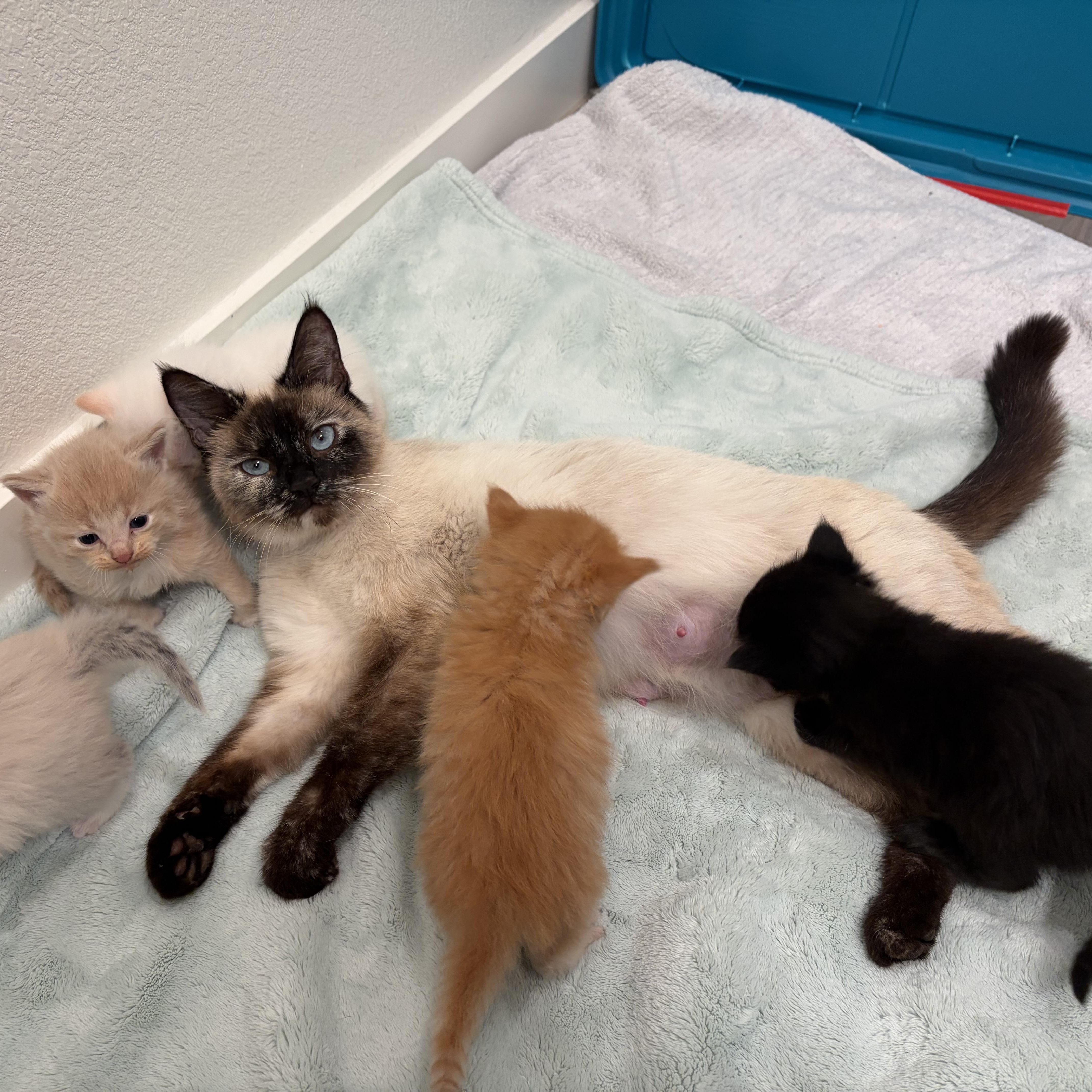 Huss Haven Animal Rescue & Sanctuary photo 2