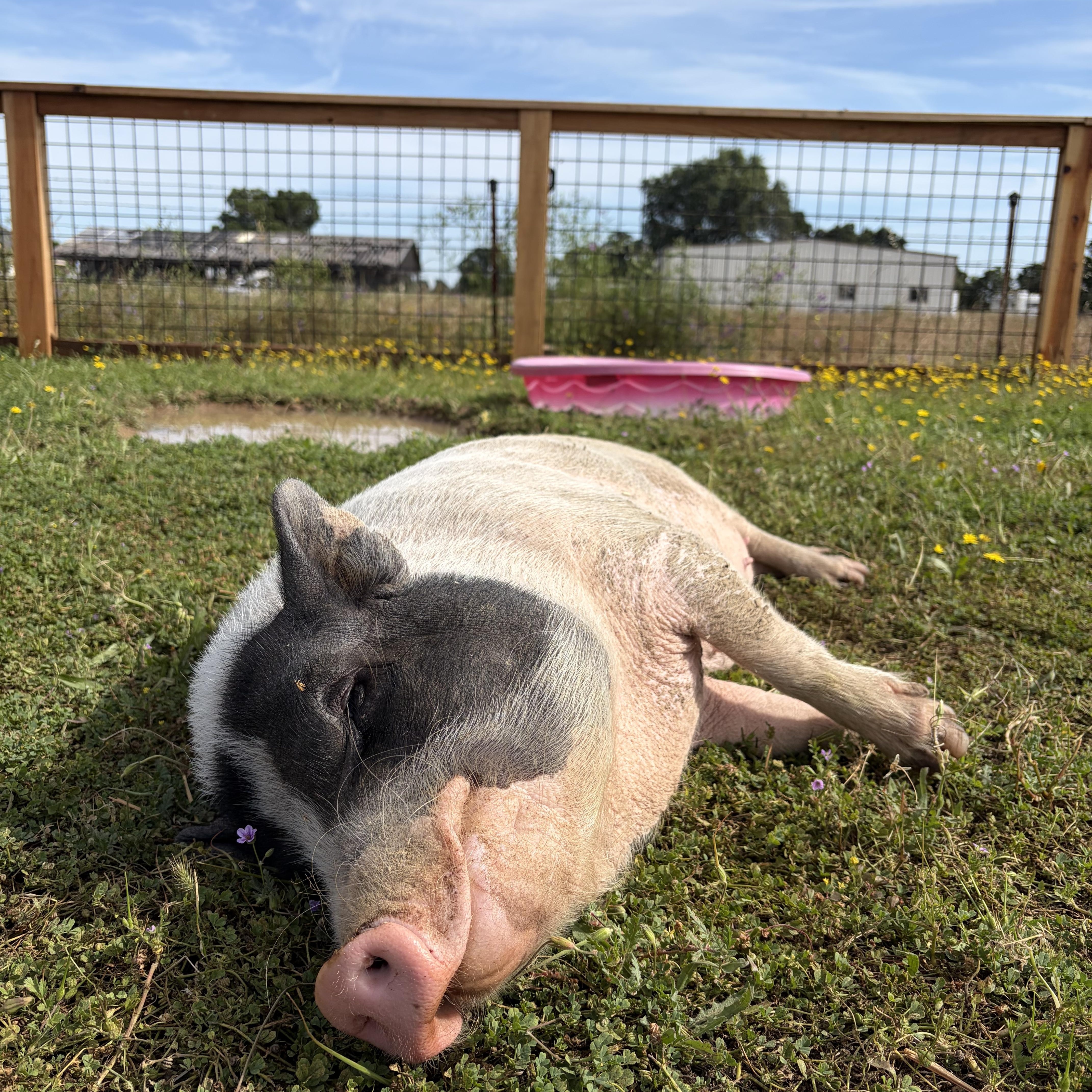 Huss Haven Animal Rescue & Sanctuary photo 5