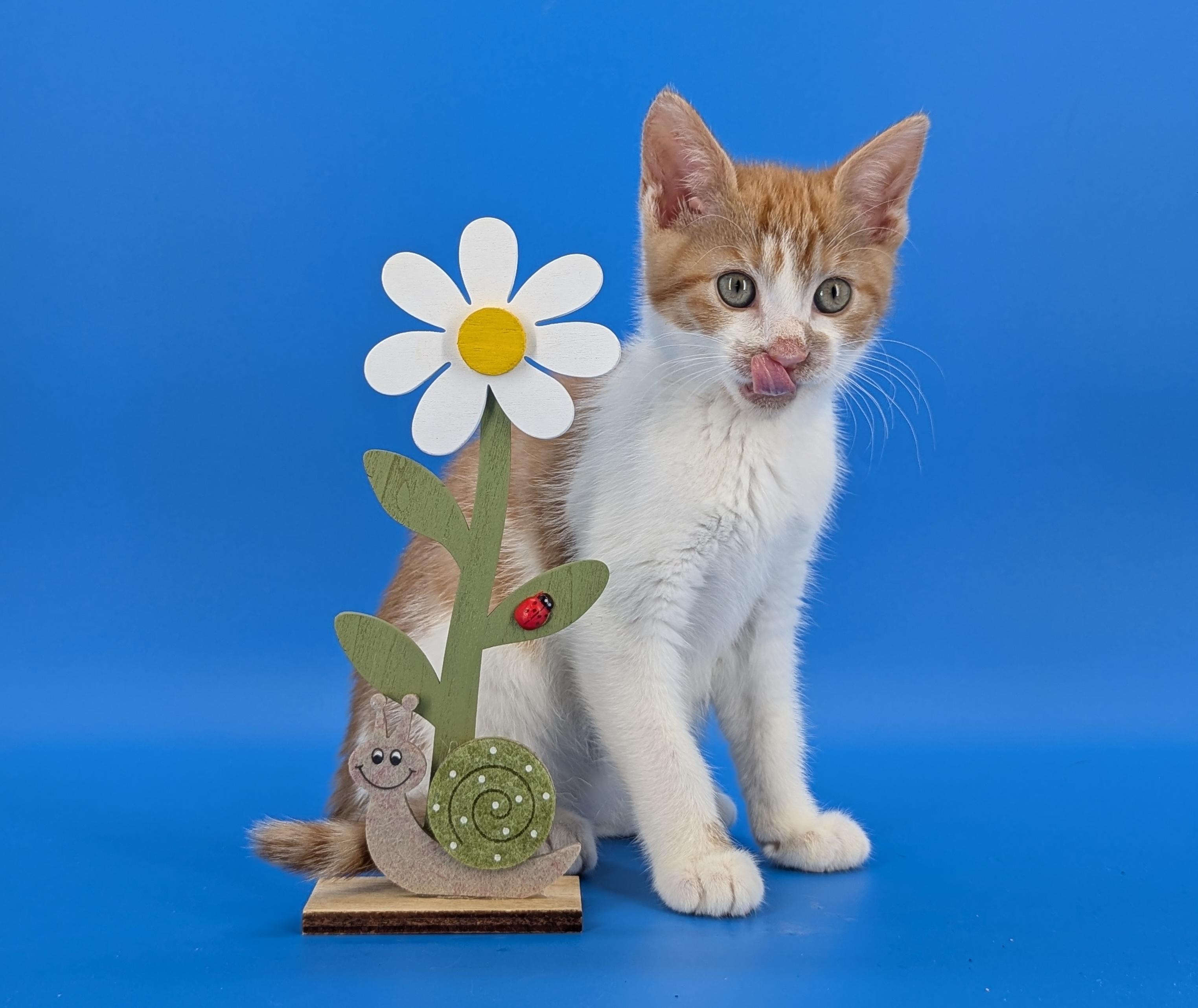 Little Lives Animal Rescue photo 1