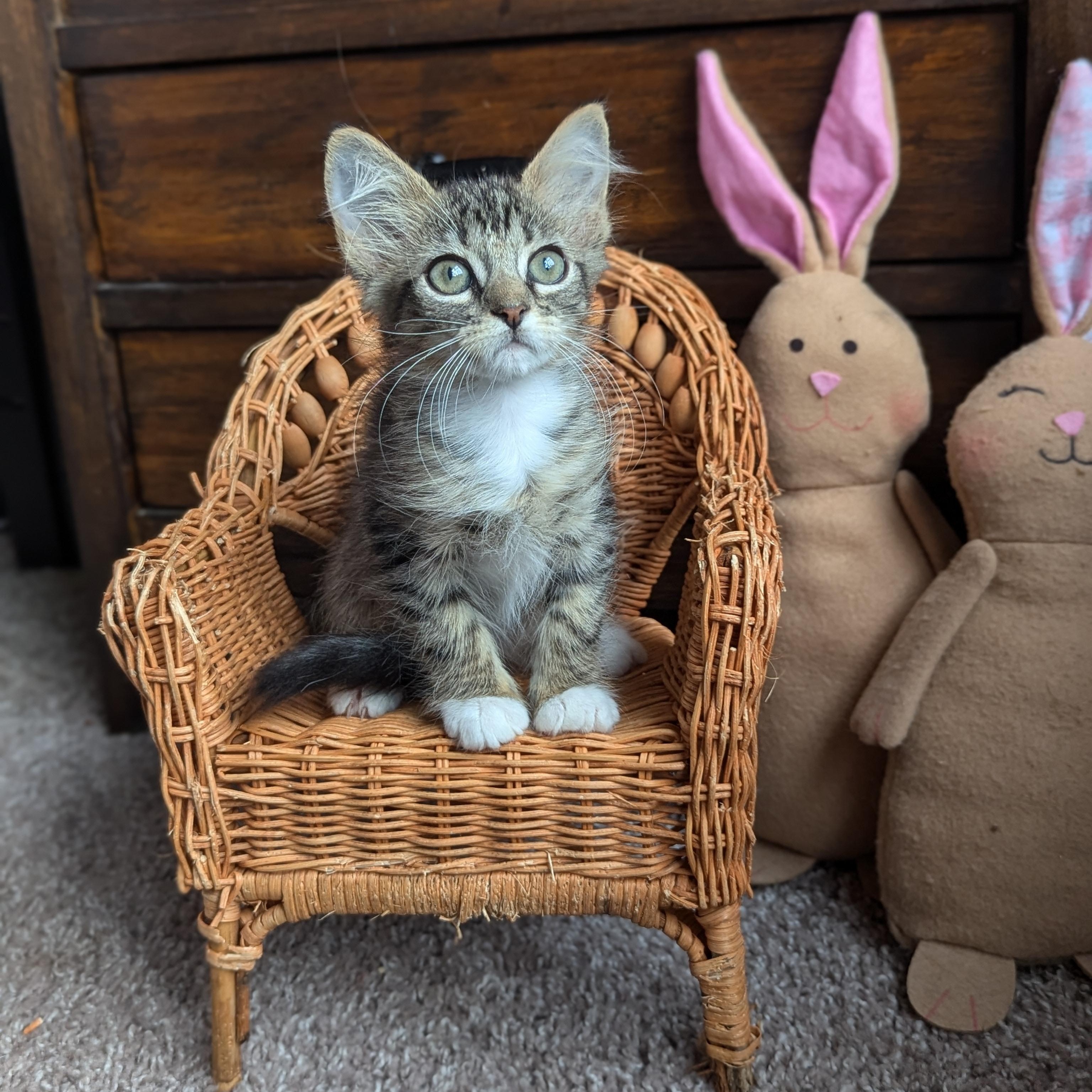 Little Lives Animal Rescue photo 3