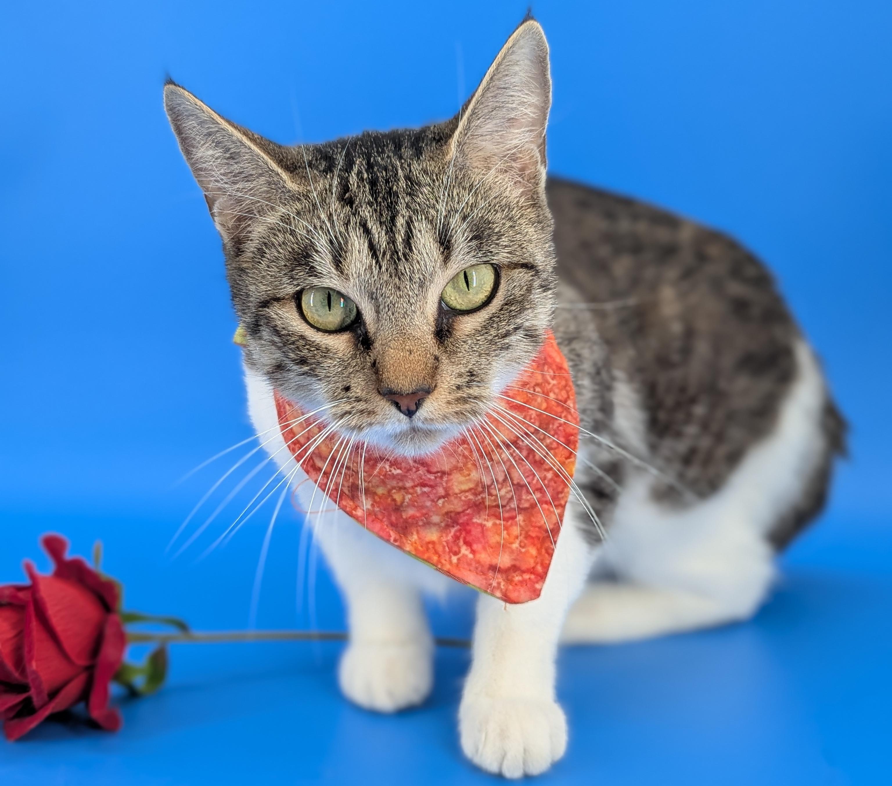 Little Lives Animal Rescue photo 4