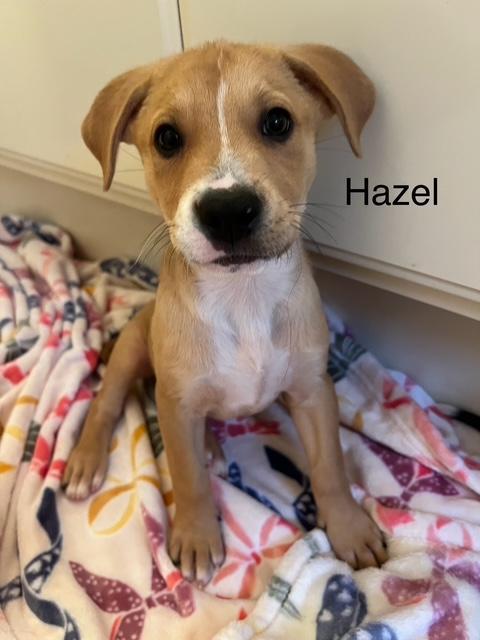 Los Angeles Alliance for Animals