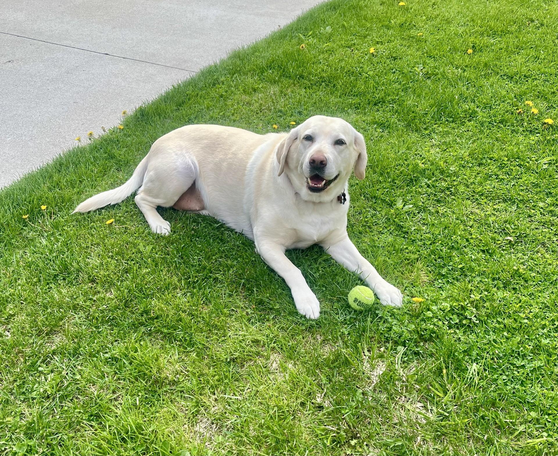 3rd Coast Labrador Rescue photo 2
