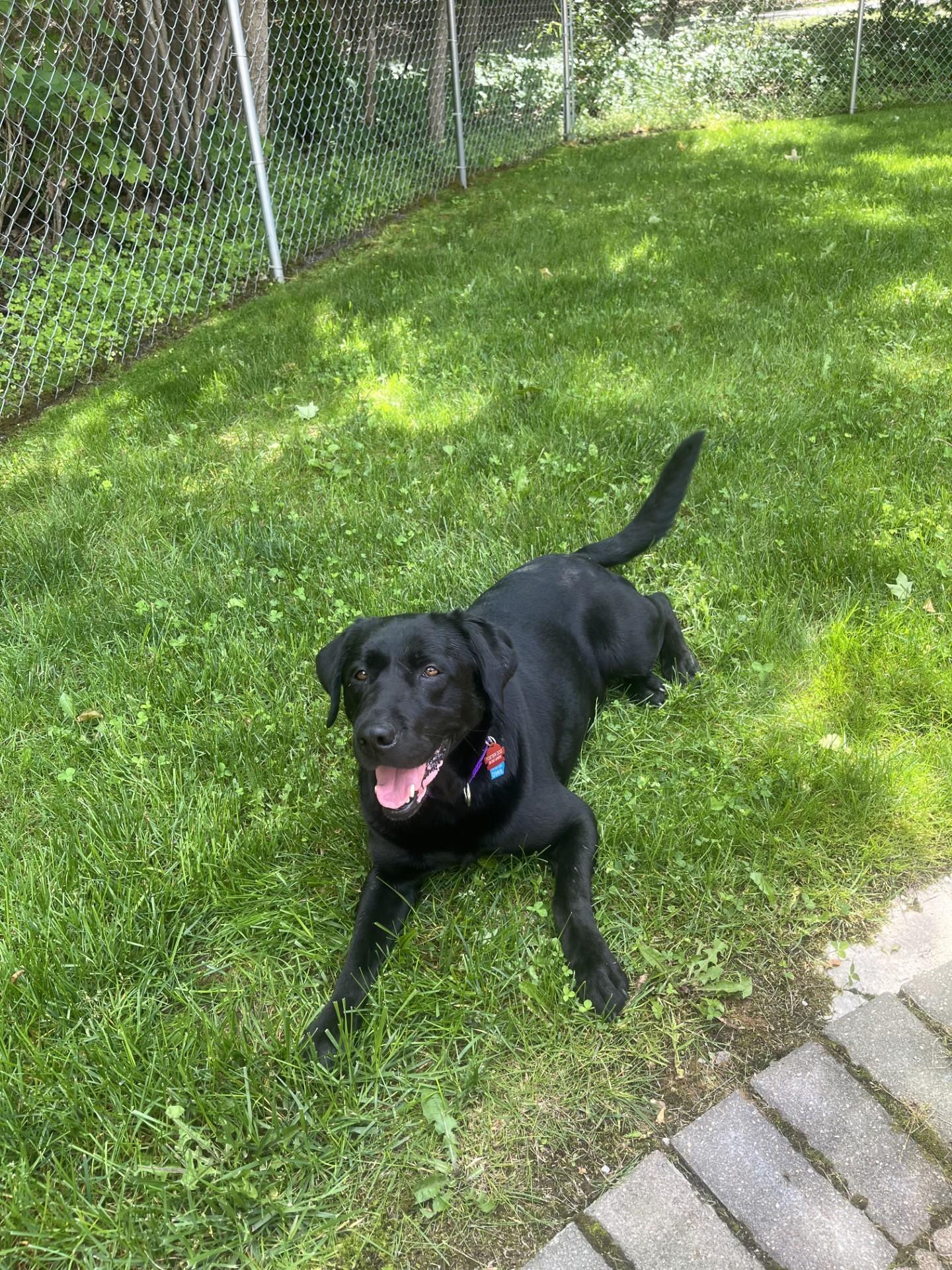 3rd Coast Labrador Rescue photo 3