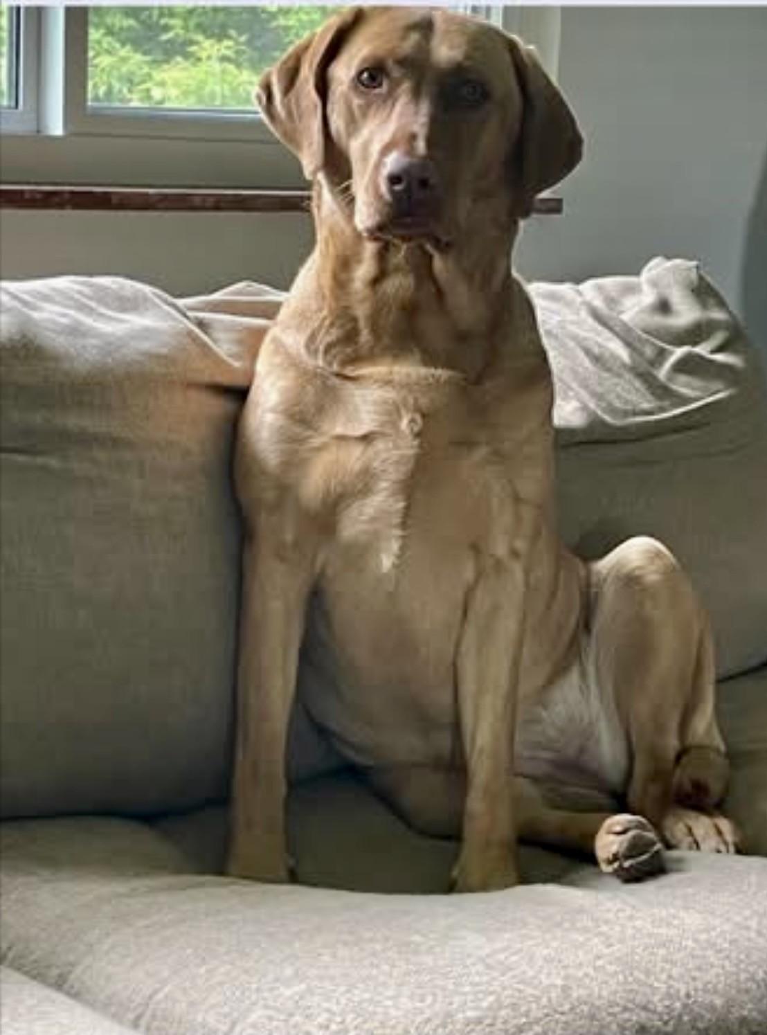 3rd Coast Labrador Rescue photo 4