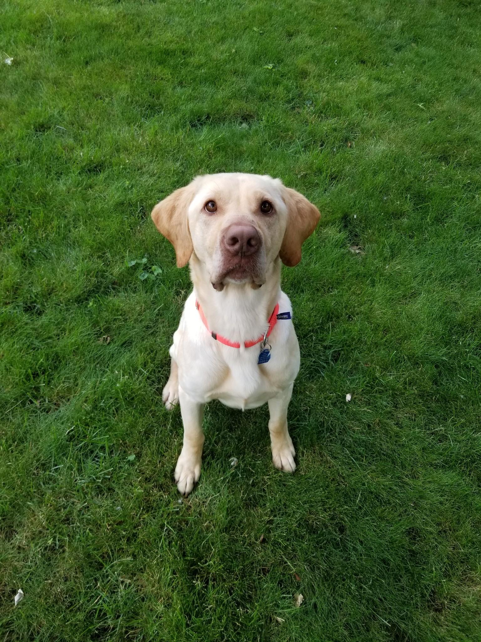 3rd Coast Labrador Rescue photo 5