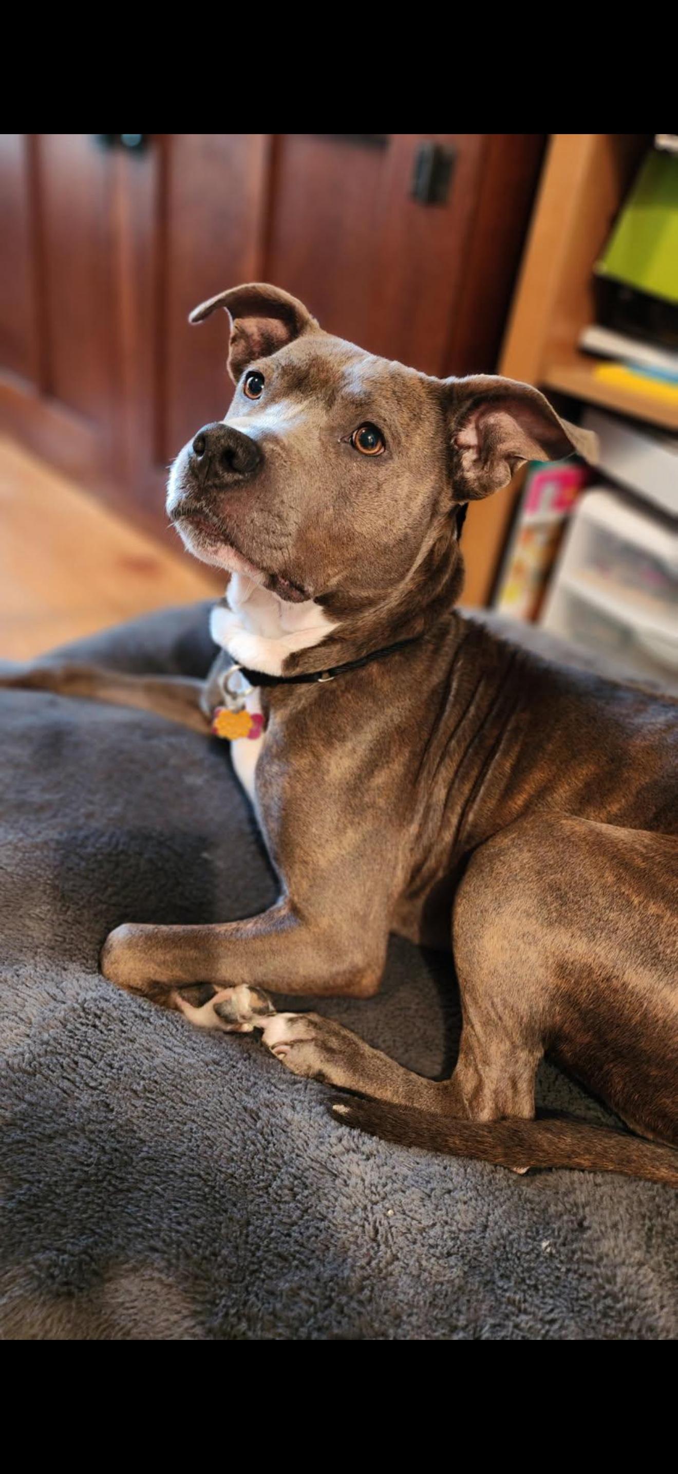 Pets for adoption from Buddies and Pals Animal Rescue | Petfinder