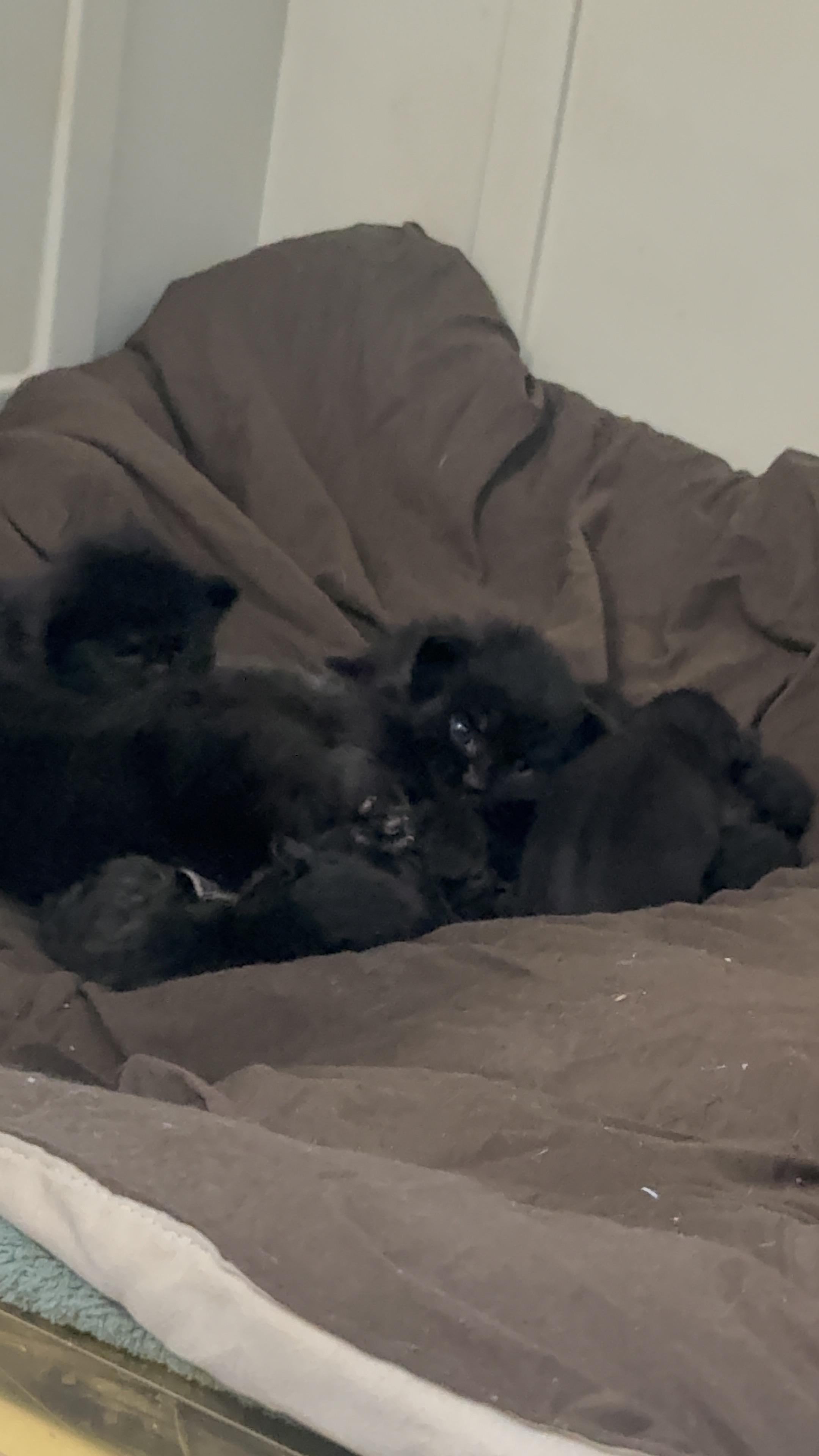 Buddies and Pals Animal Rescue photo 3