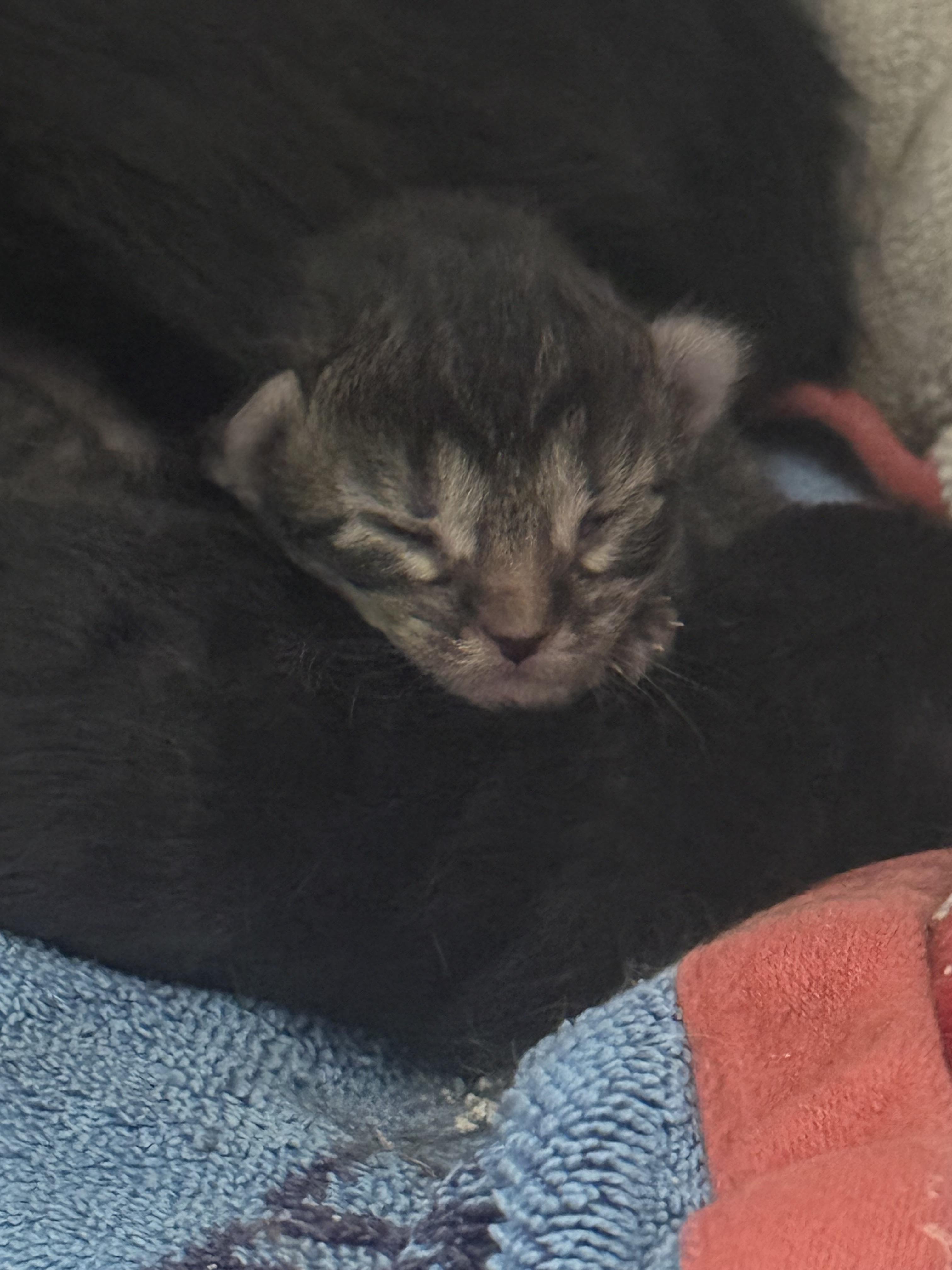 Buddies and Pals Animal Rescue photo 4