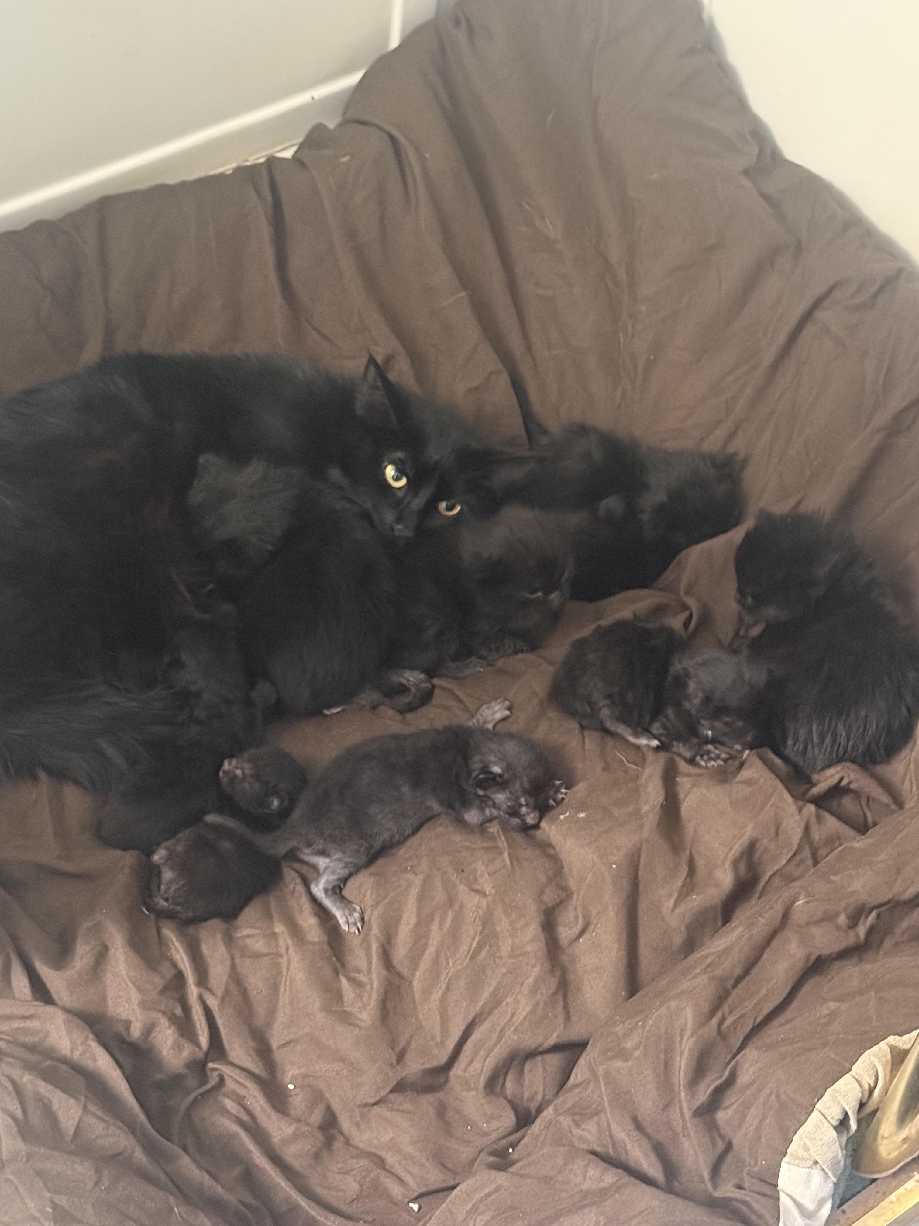 Buddies and Pals Animal Rescue photo 5
