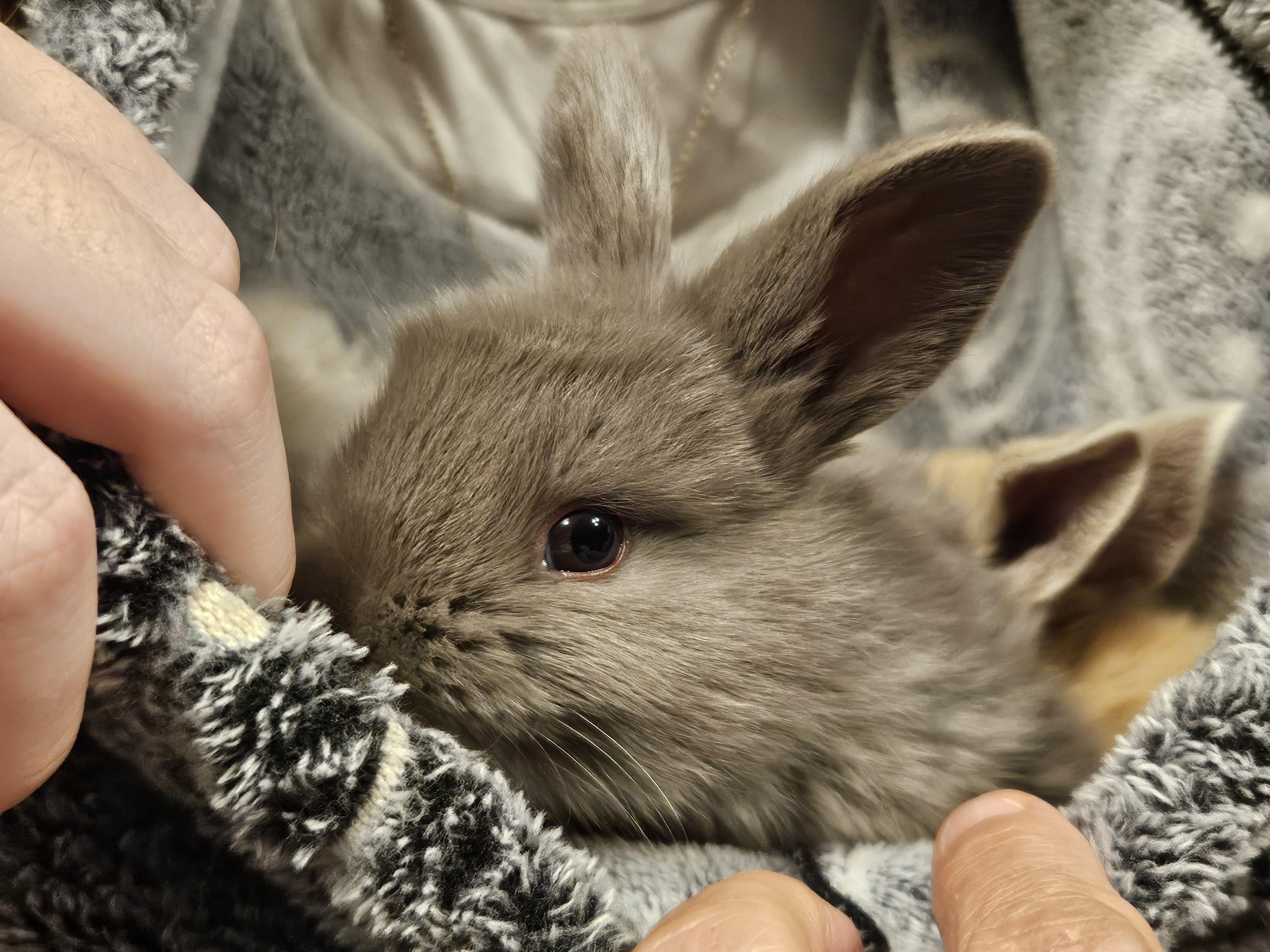 Rabbit House Rescue photo 2
