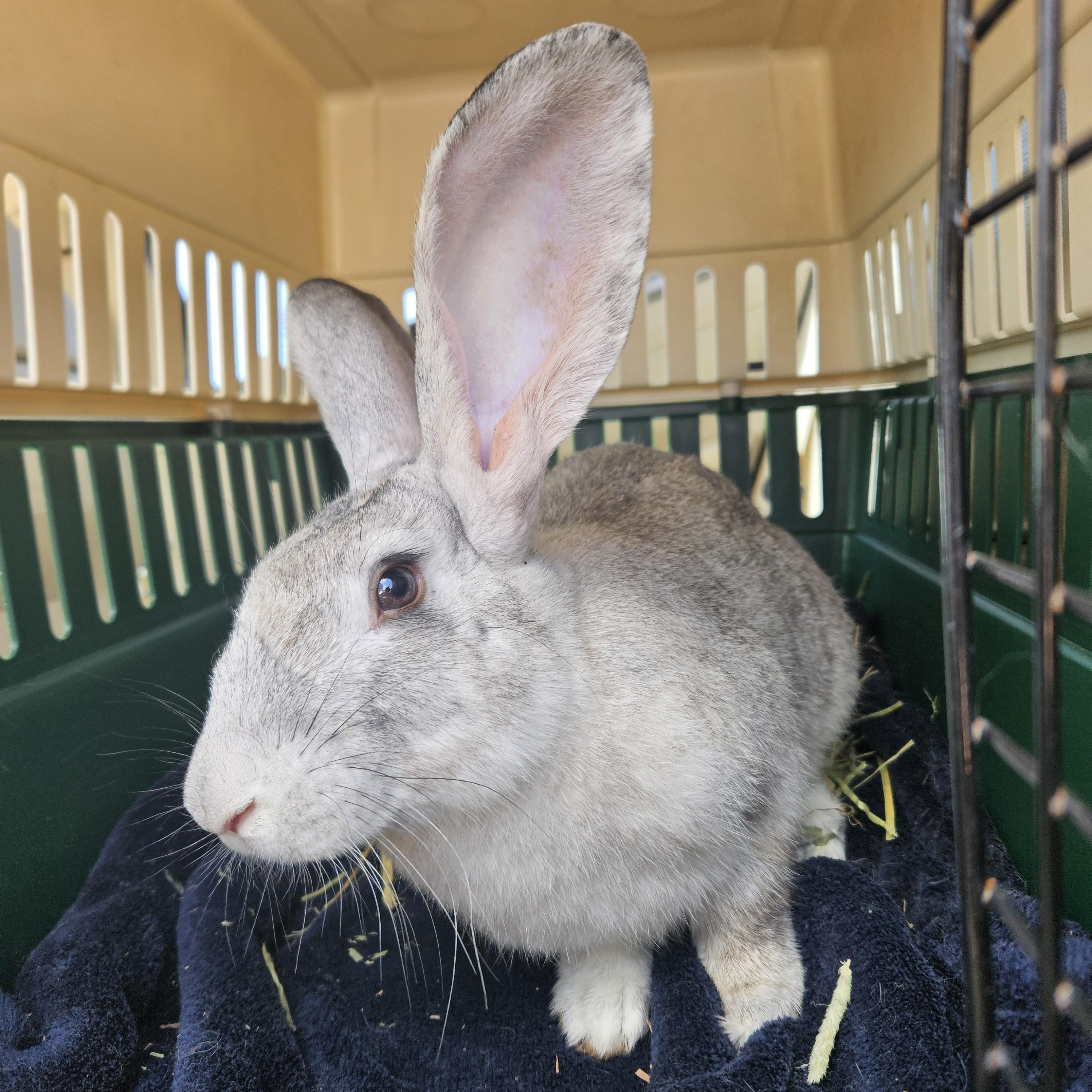 Rabbit House Rescue photo 3