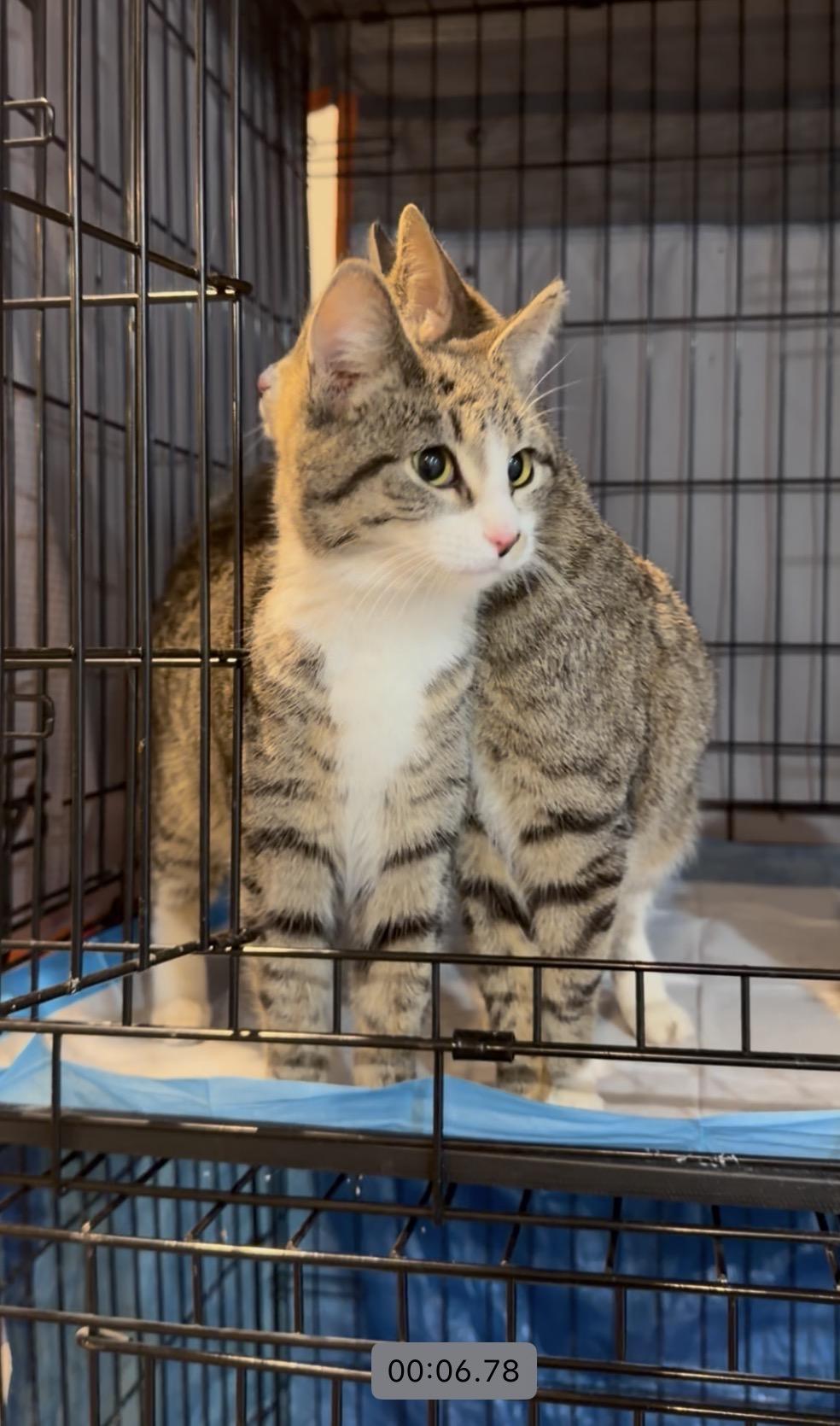 Cuddle Puddle Rescue