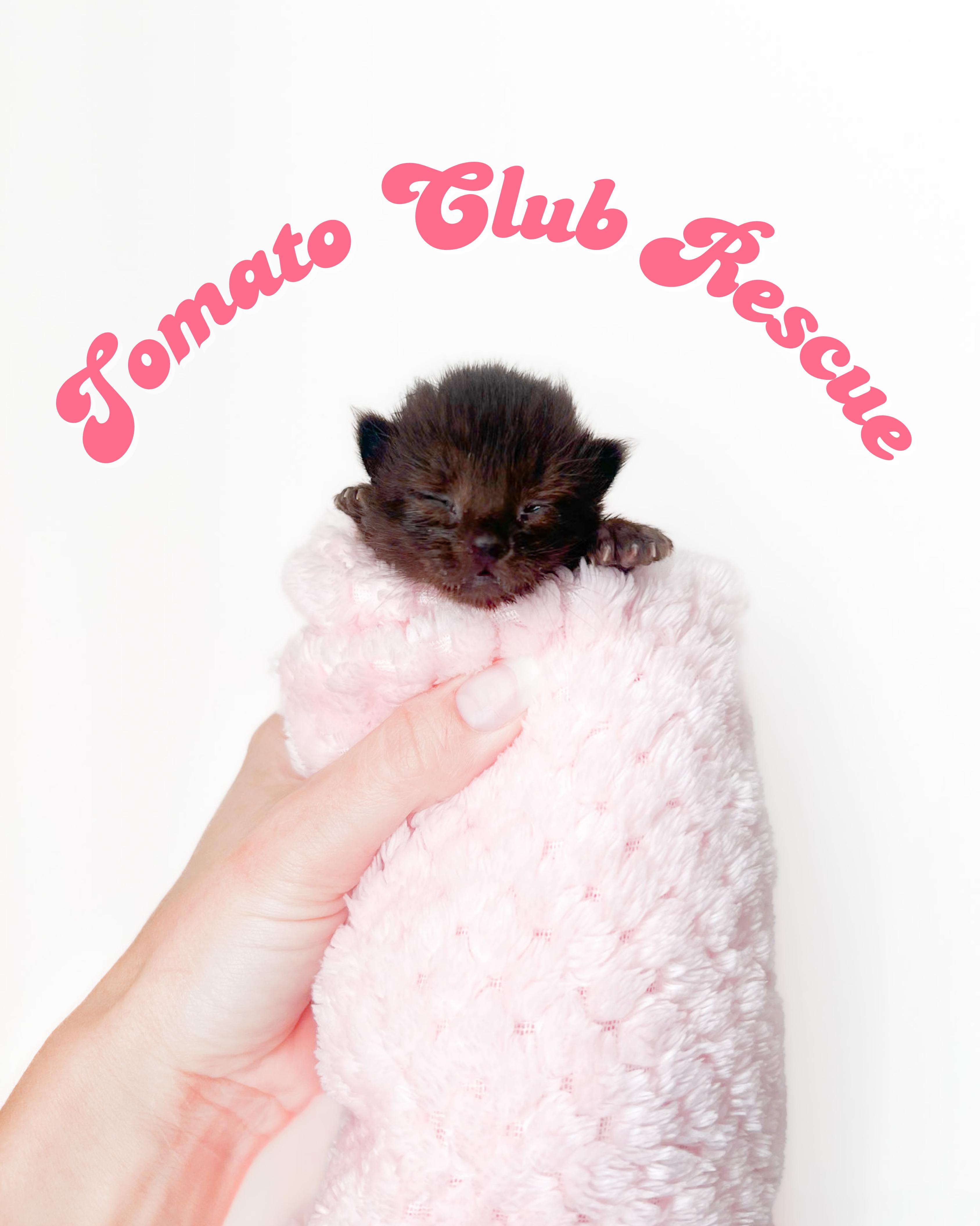Tomato Foster Club