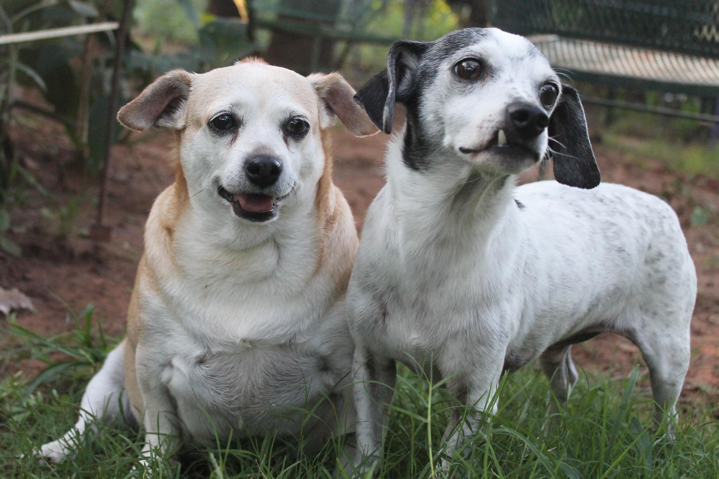 Sandy's Sanctuary and Rescue, Inc. photo 3